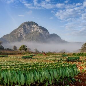 Tabaco Farm in Cuba