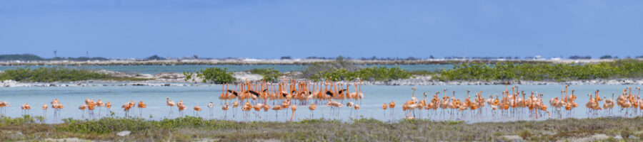 Yoga Classes YogaSlackers Bonaire-03888